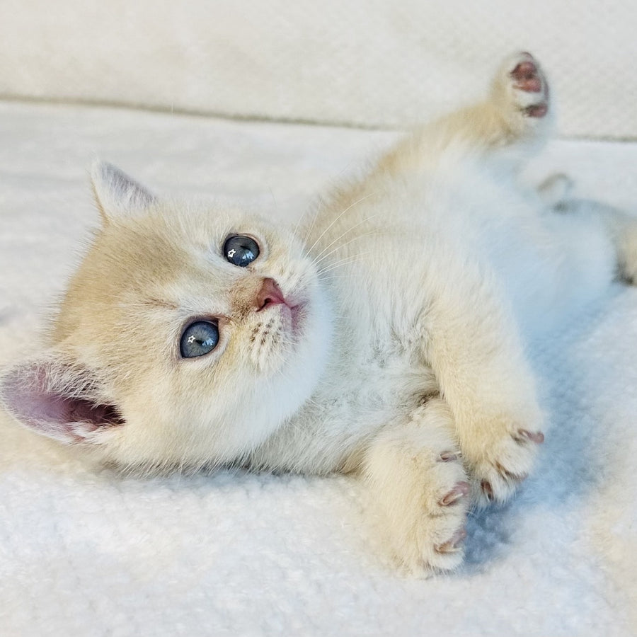 Galaxy Star British Shorthair male, lilac golden shaded
