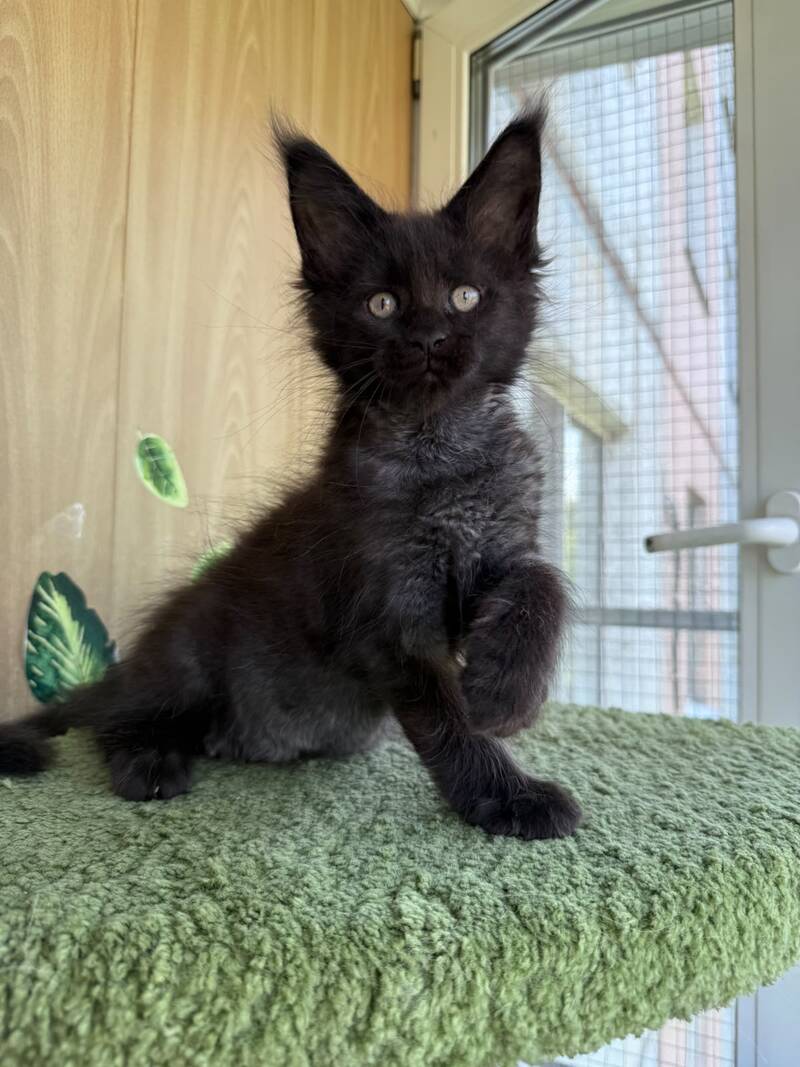 Aquanit Maine Coon male, black silver