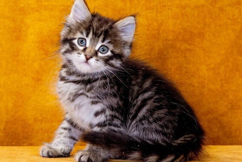 Germes Siberian male, black spotted tabby