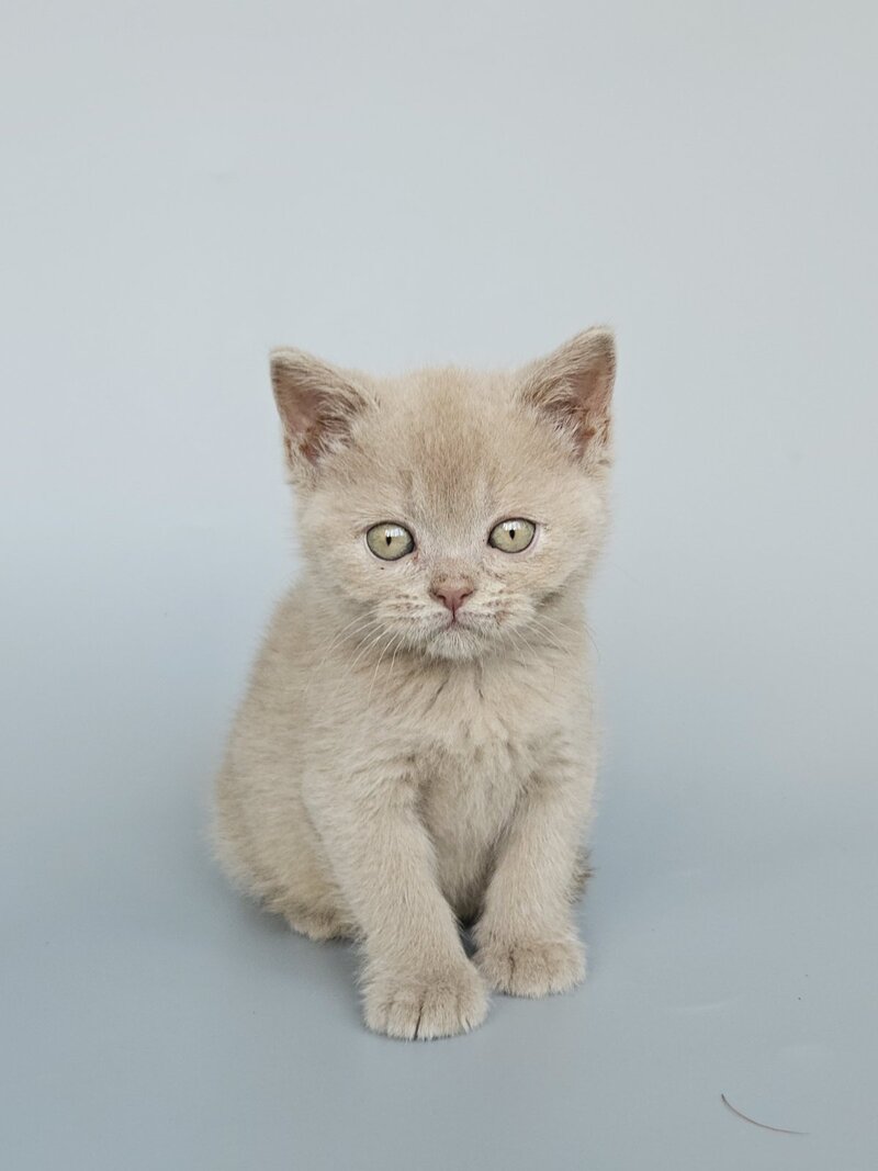 Ami British Shorthair female, fawn