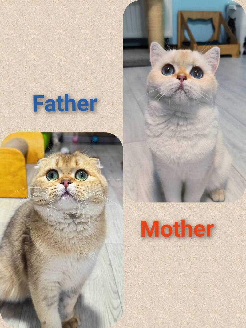Lady Scottish Straight female black golden shaded pointed - live animals