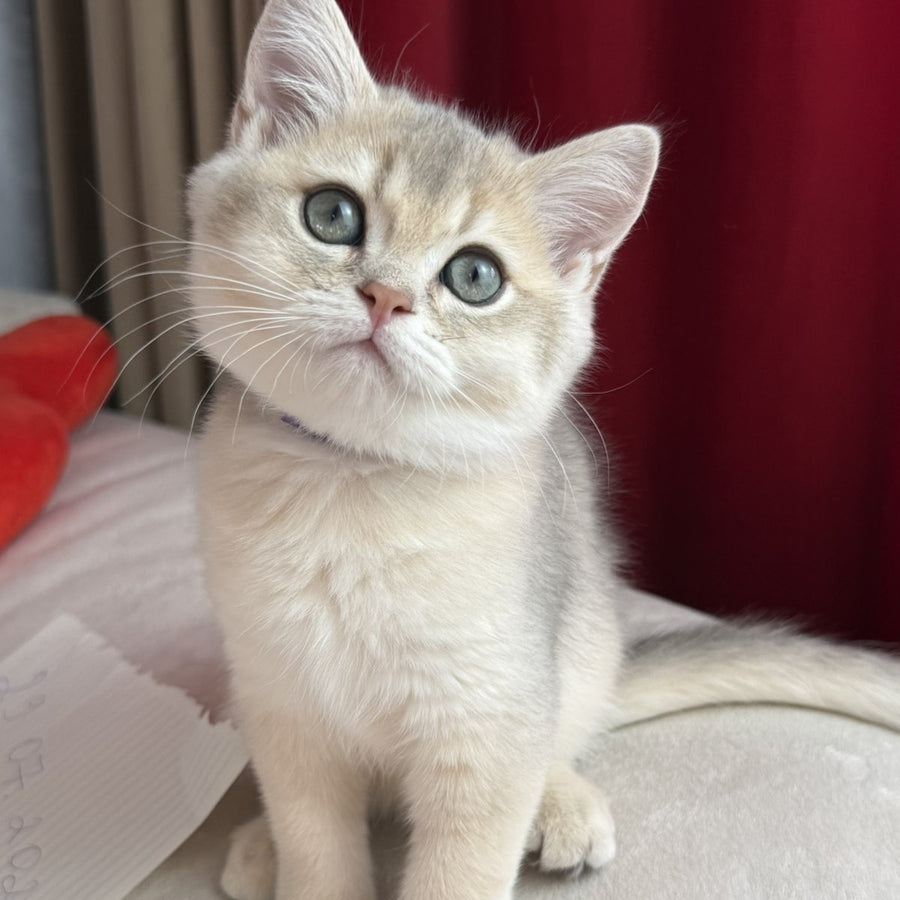 Erik Scottish Straight male, blue golden shaded