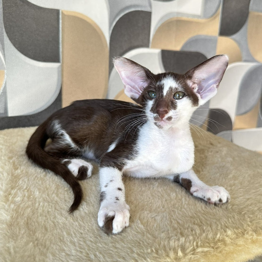 Malva Oriental Shorthair female, chocolate bicolour