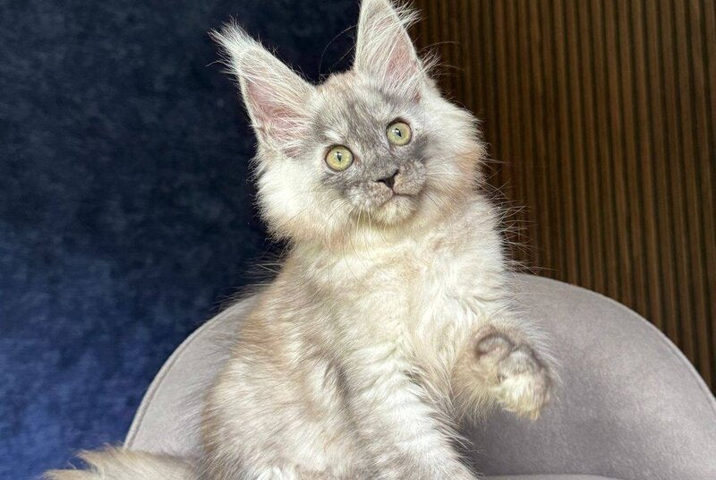 Daja Maine Coon female, black tortie silver