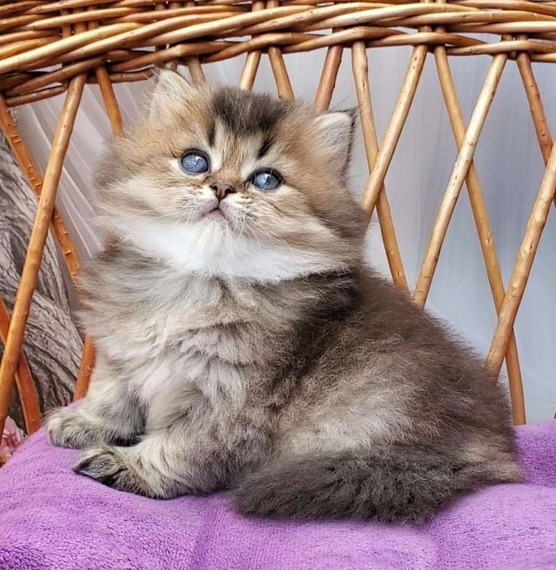 Zachar British Longhair male black golden ticked tabby - live animals