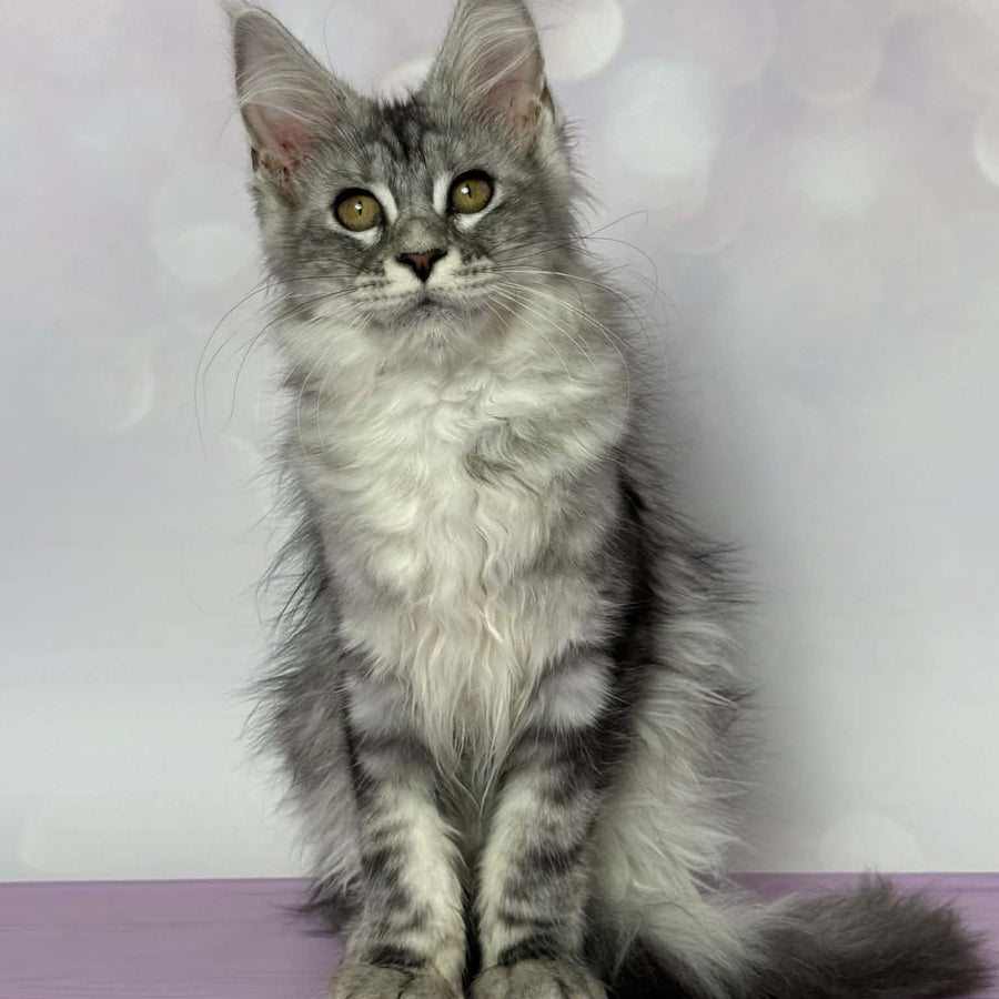 Clover Maine Coon female, black silver tabby