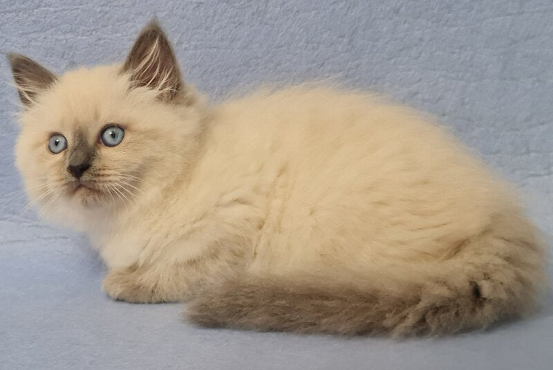 Archie Siberian male black pointed - live animals