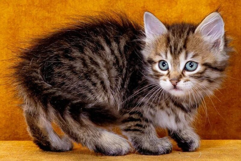 Gavrosh Siberian male, black spotted tabby