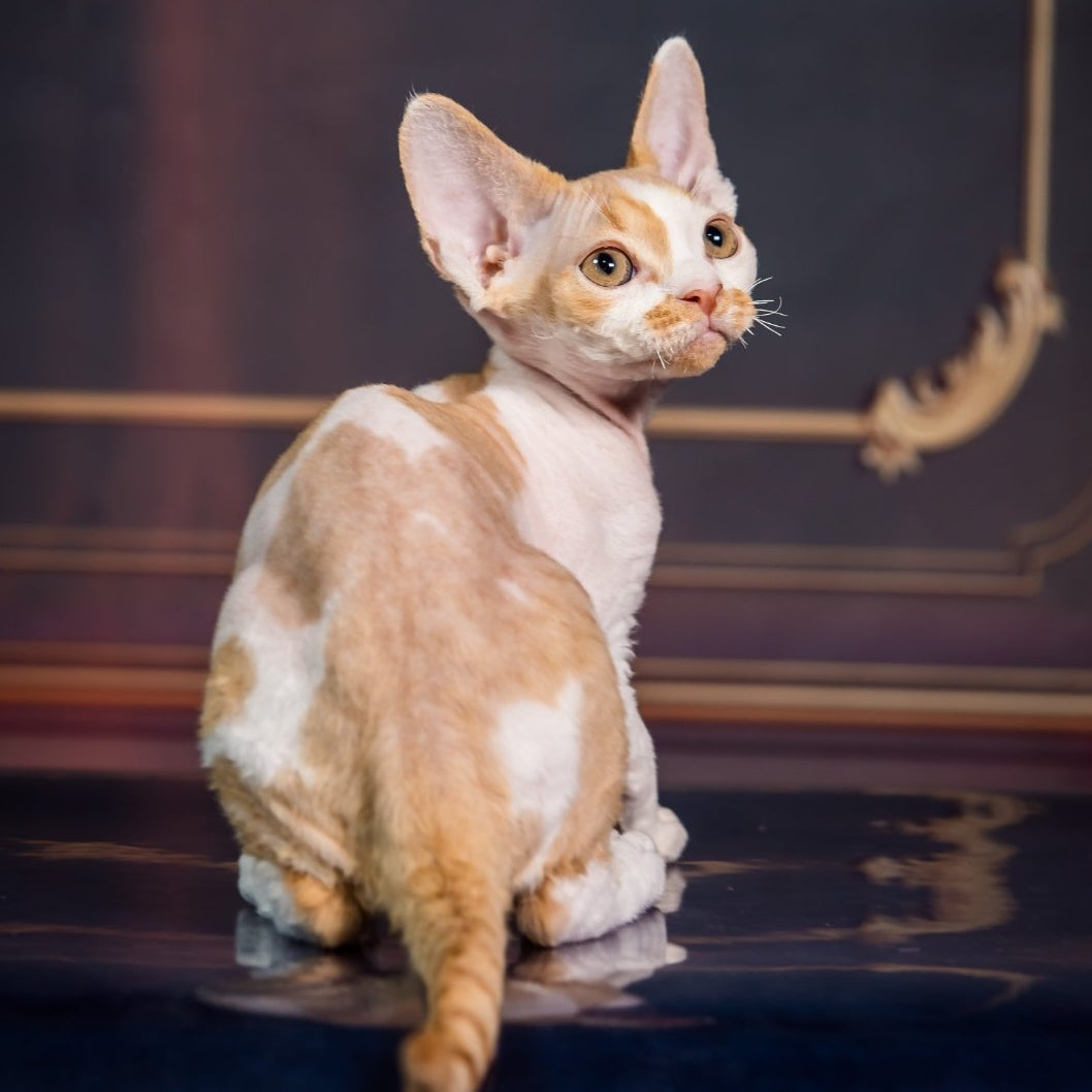 Kuki Devon Rex male, red bicolour