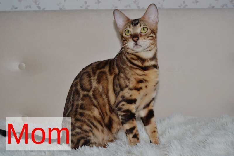 Lili Bengal female black spotted tabby - live animals