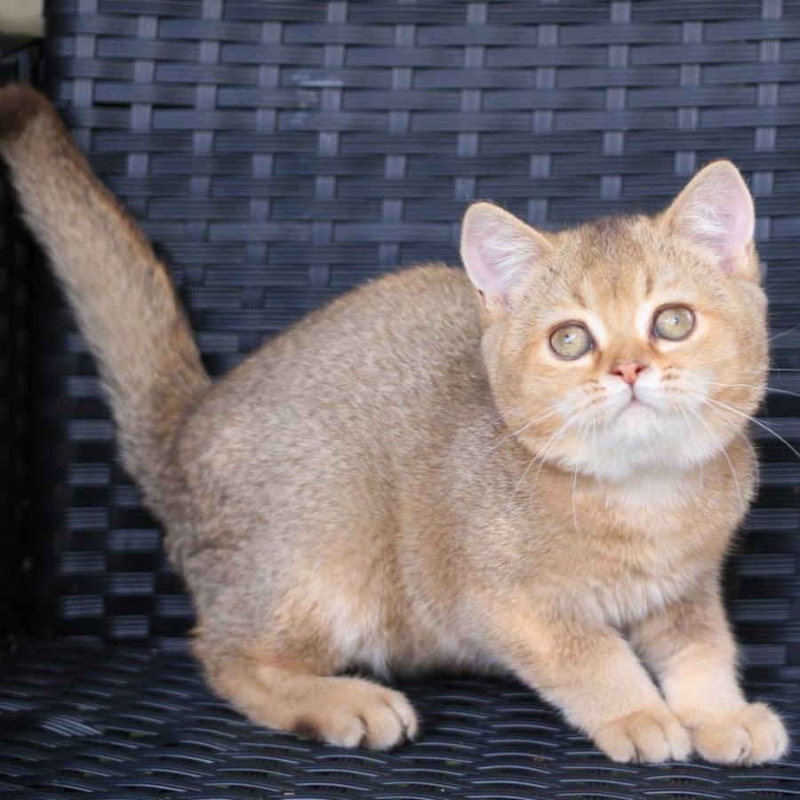 Paloma British Shorthair female, chocolate golden ticked tabby