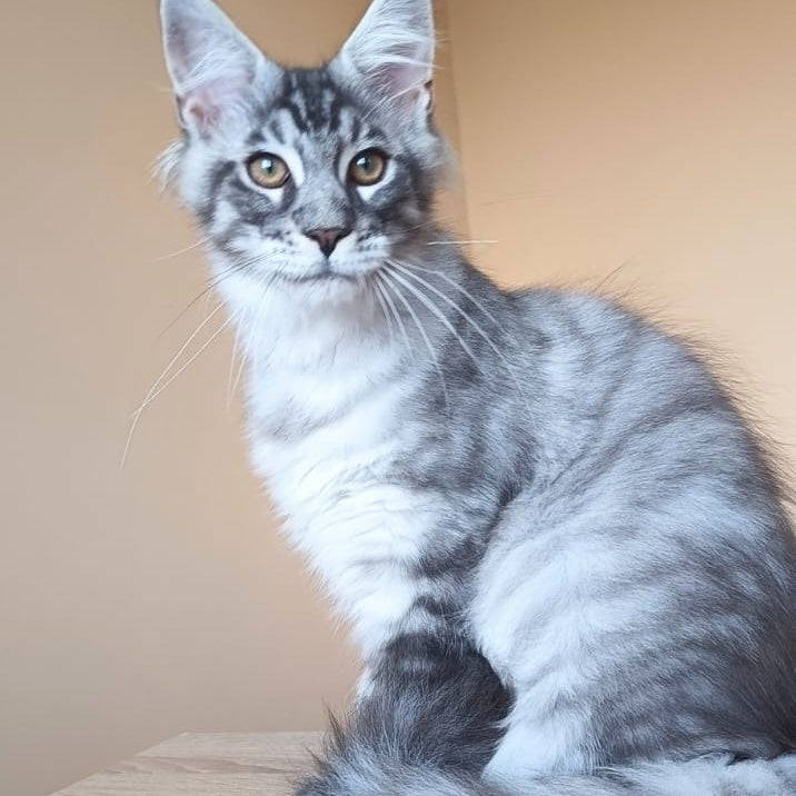 Emir Maine Coon male, black silver ticked tabby