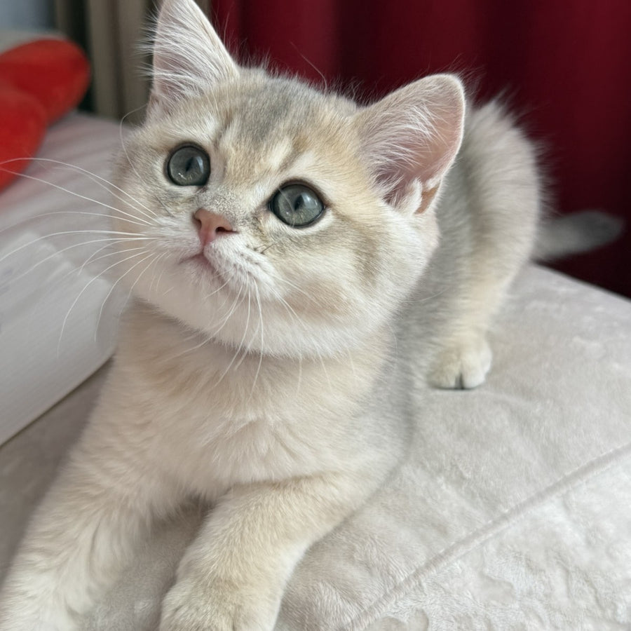 Erik Scottish Straight male, blue golden shaded