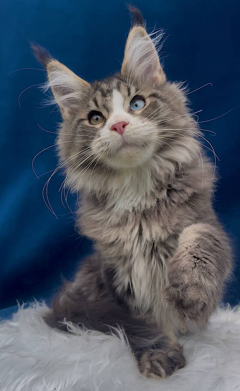 Gudvyn Maine Coon male, black ticked tabby bicolour