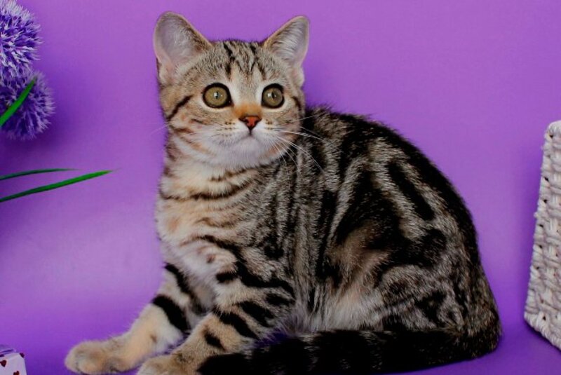Kelly British Shorthair female, black silver tabby