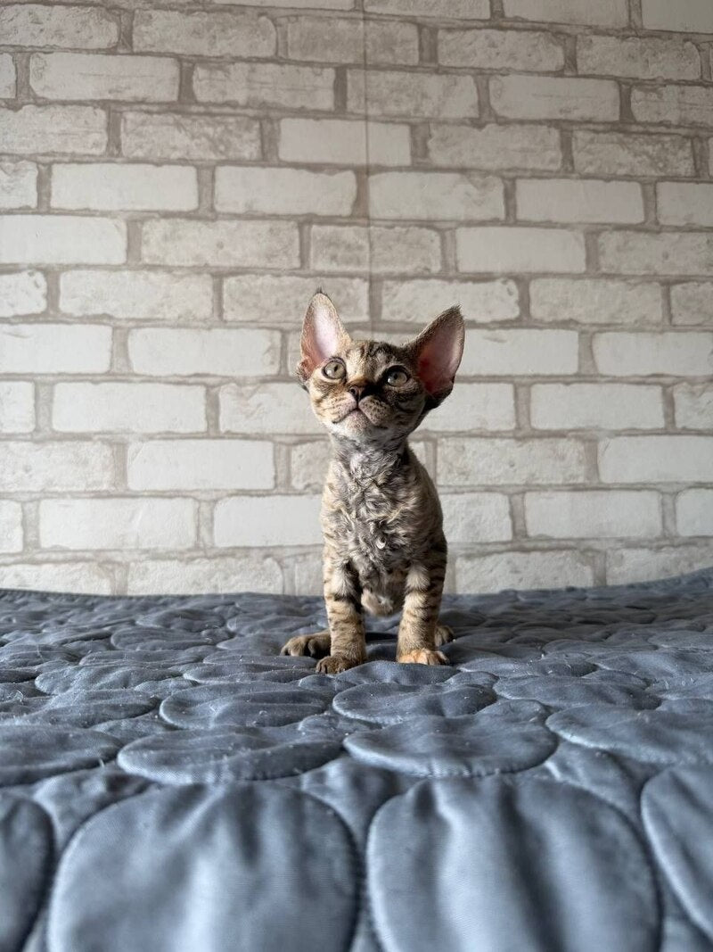 Mis Devon Rex female, chocolate tabby