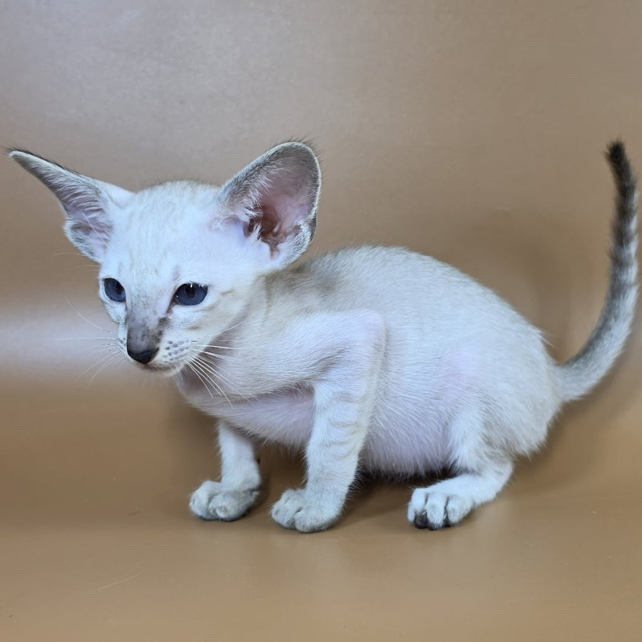 Yasmin Siamese female, black spotted tabby