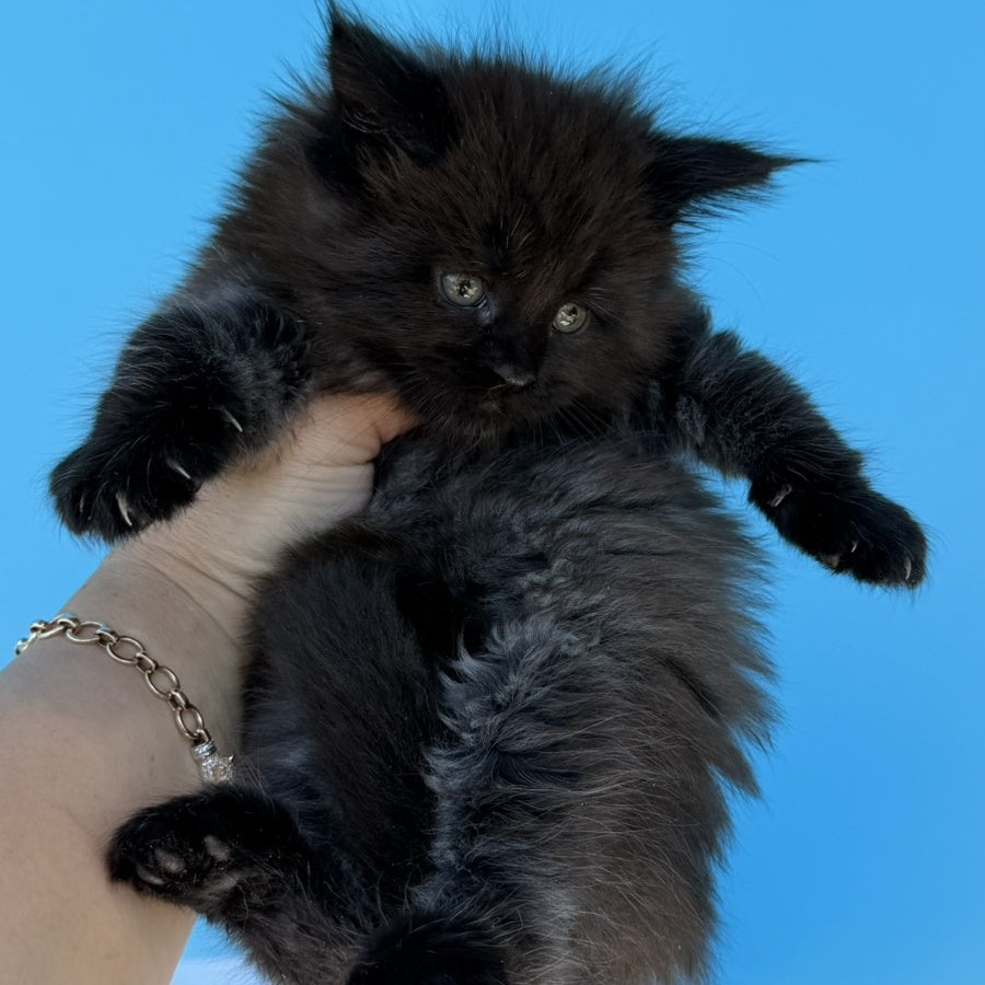 Ursa Maine Coon female, black silver