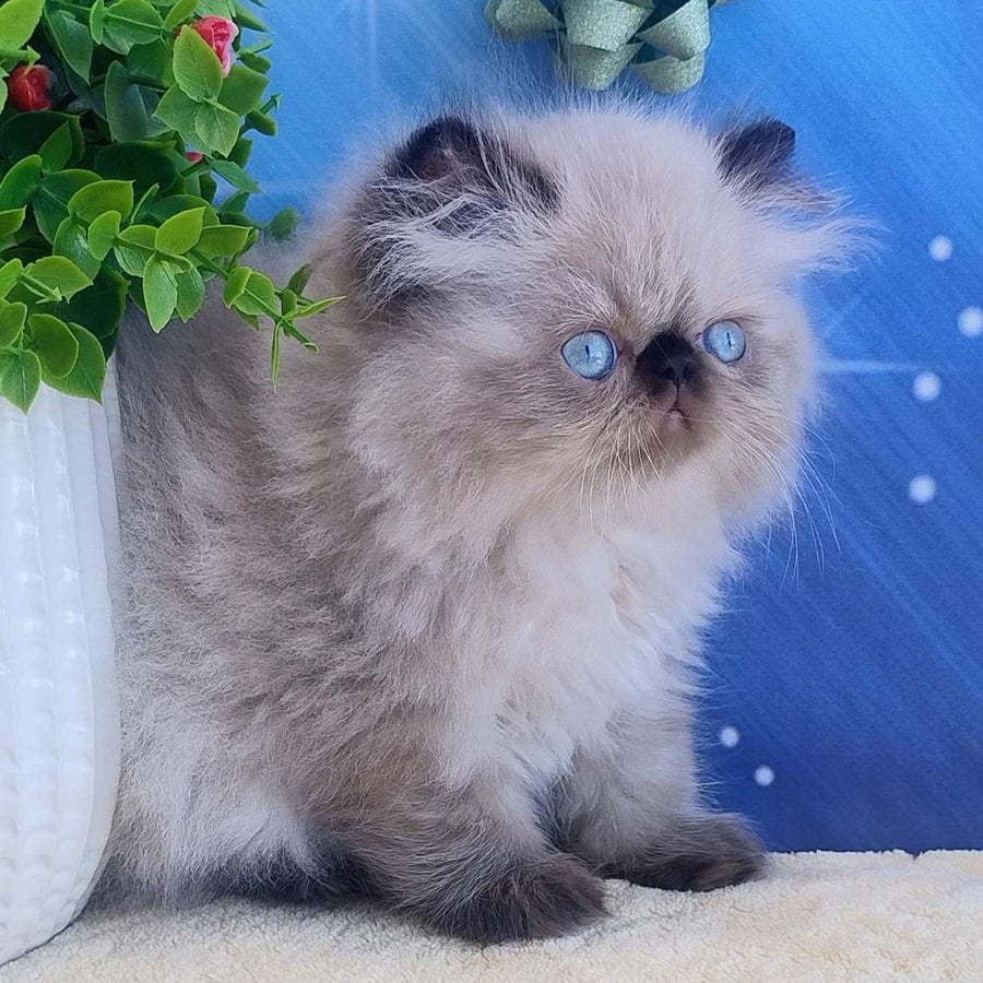 Emmi Persian female, black pointed