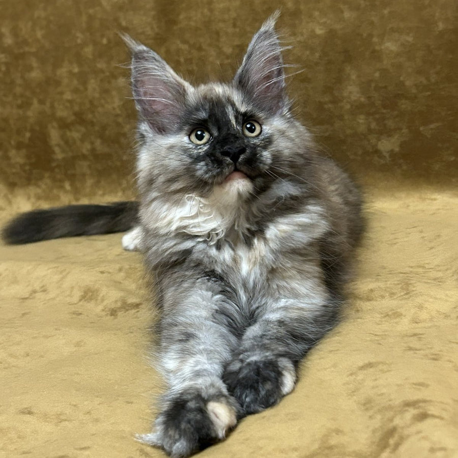Roxy Maine Coon female, black tortie silver