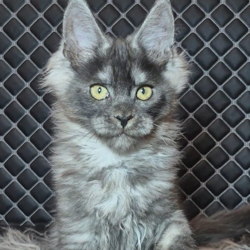 Byron Maine Coon polydactyl 5x5x5x6 male, black silver