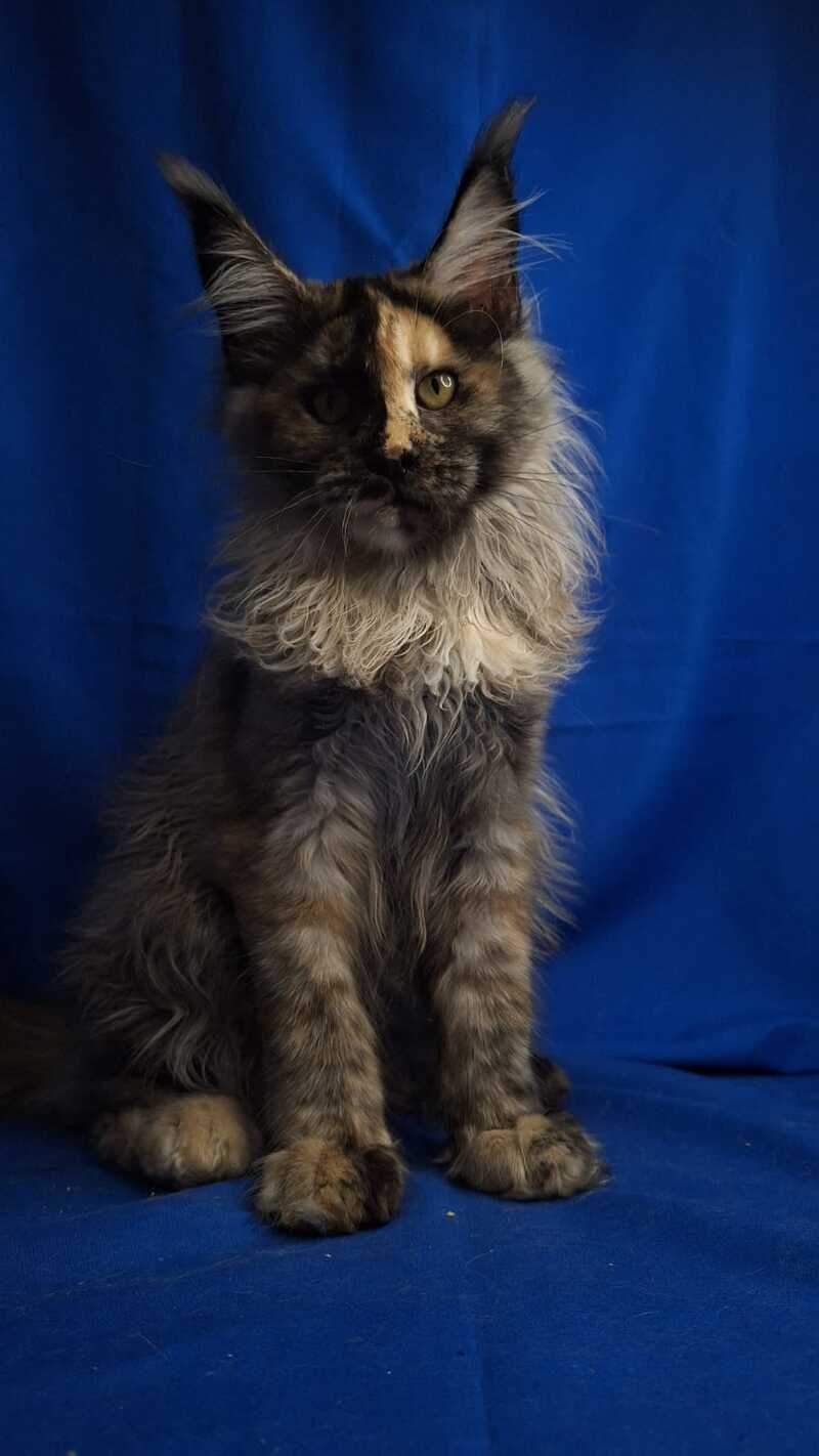 Intel'Legend Maine Coon female, black tortie silver