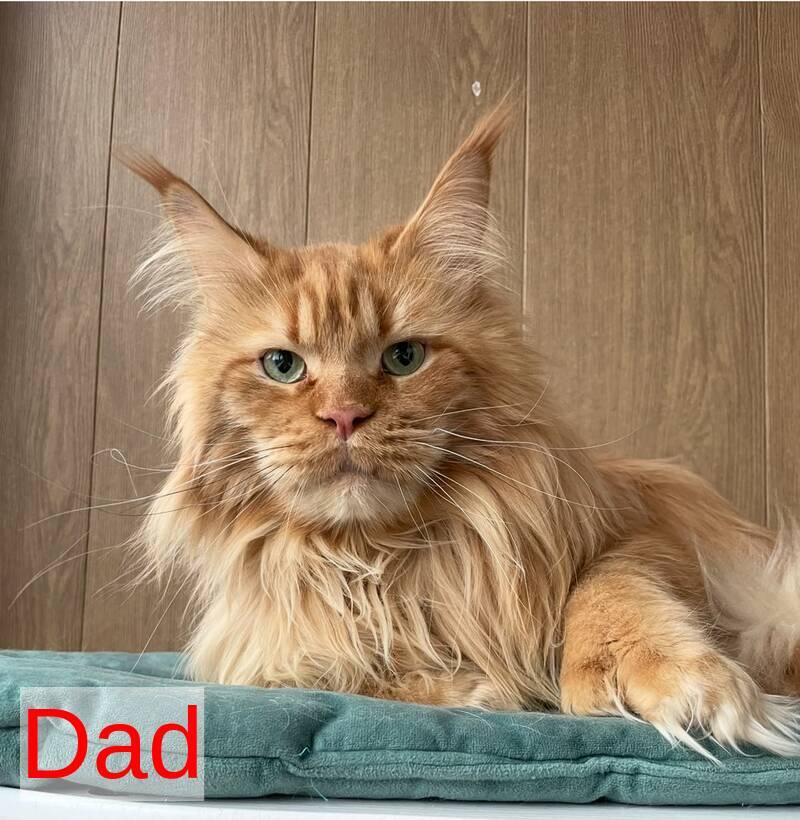 Aquatory Maine Coon polydactyl female, black tortie silver