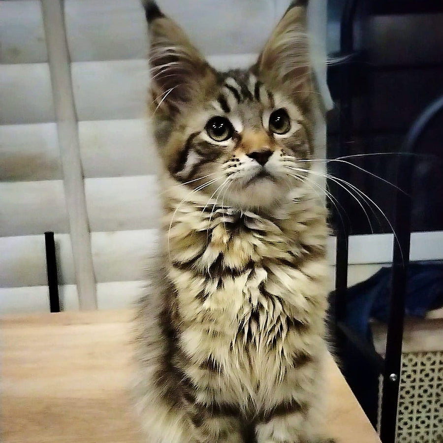 Yesenia Maine Coon female, black tortie tabby
