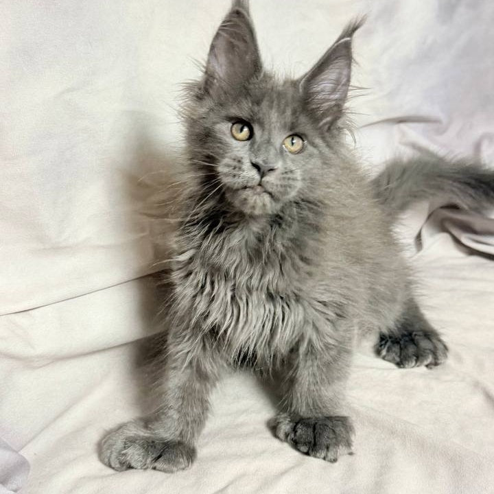 Imany Maine Coon polydactyl 5x5x6x6 female, blue silver