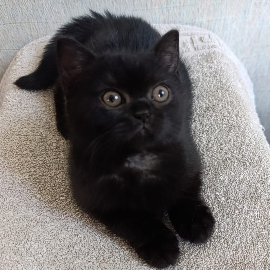 Linda British Shorthair female, black