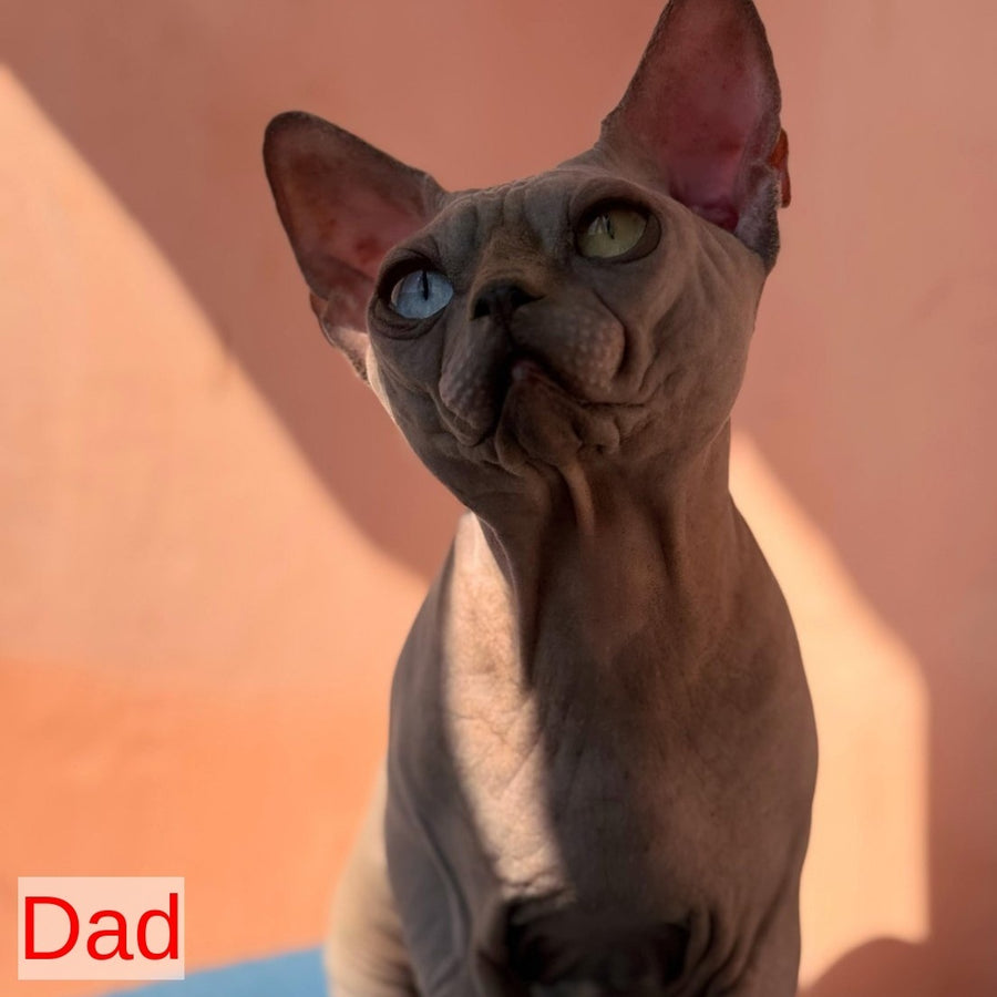 Fiona Canadian Sphynx female, blue pointed
