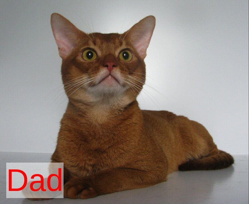 Alf Abyssinian male black - live animals