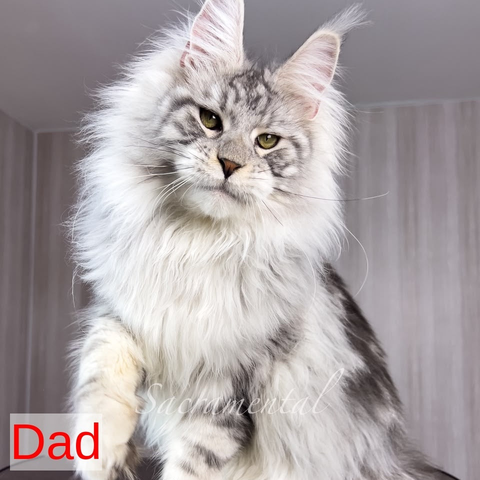 Quincy Maine Coon female, black silver tabby