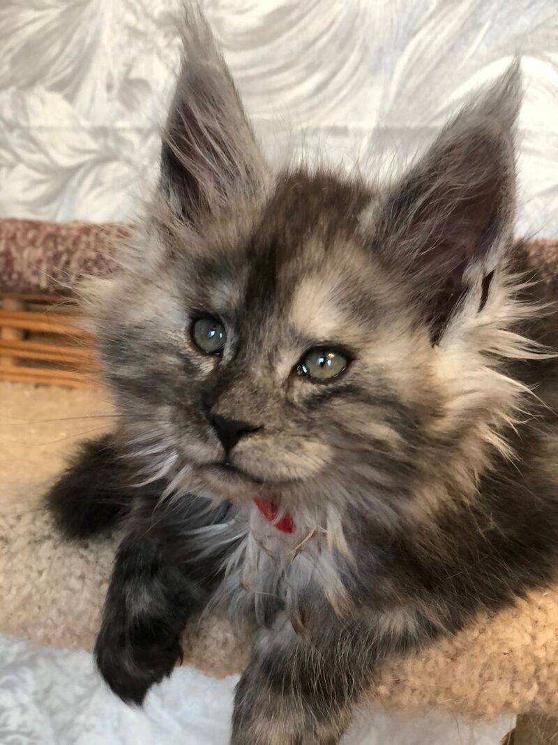 Randevu Maine Coon female black silver - live animals