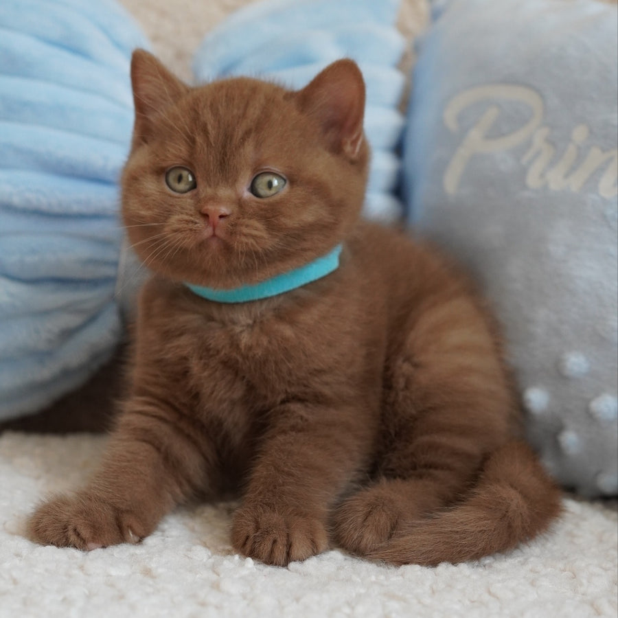 Ugo British Shorthair male, cinnamon