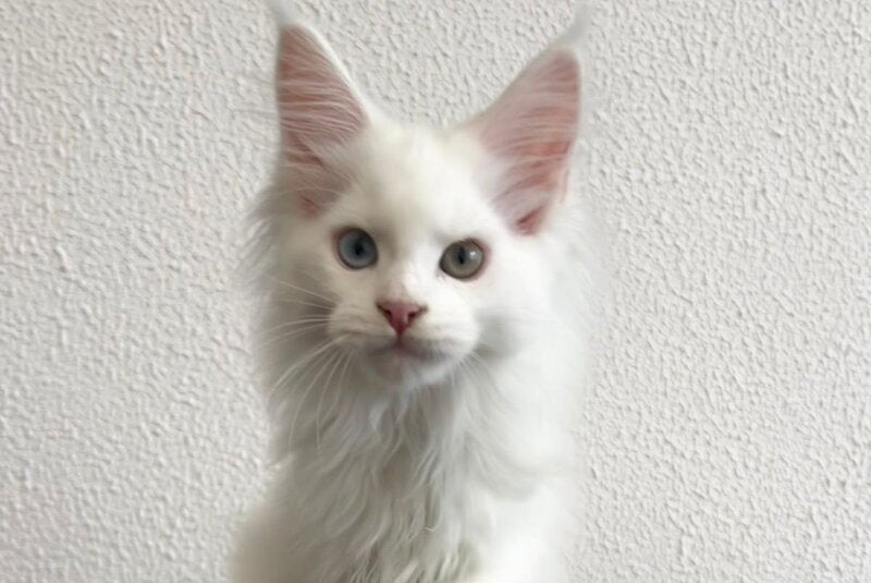 Vivi Maine Coon female, white