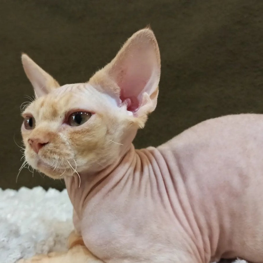 Edgar Devon Rex male, red bicolour tabby