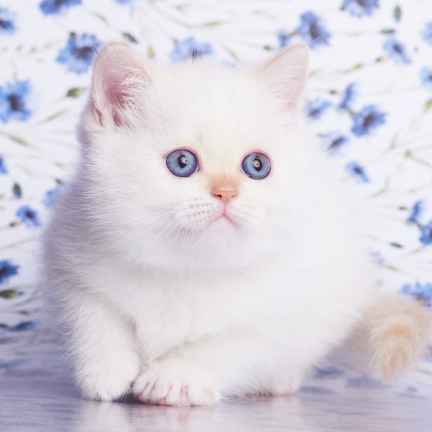 Aliaska British Shorthair female, red pointed