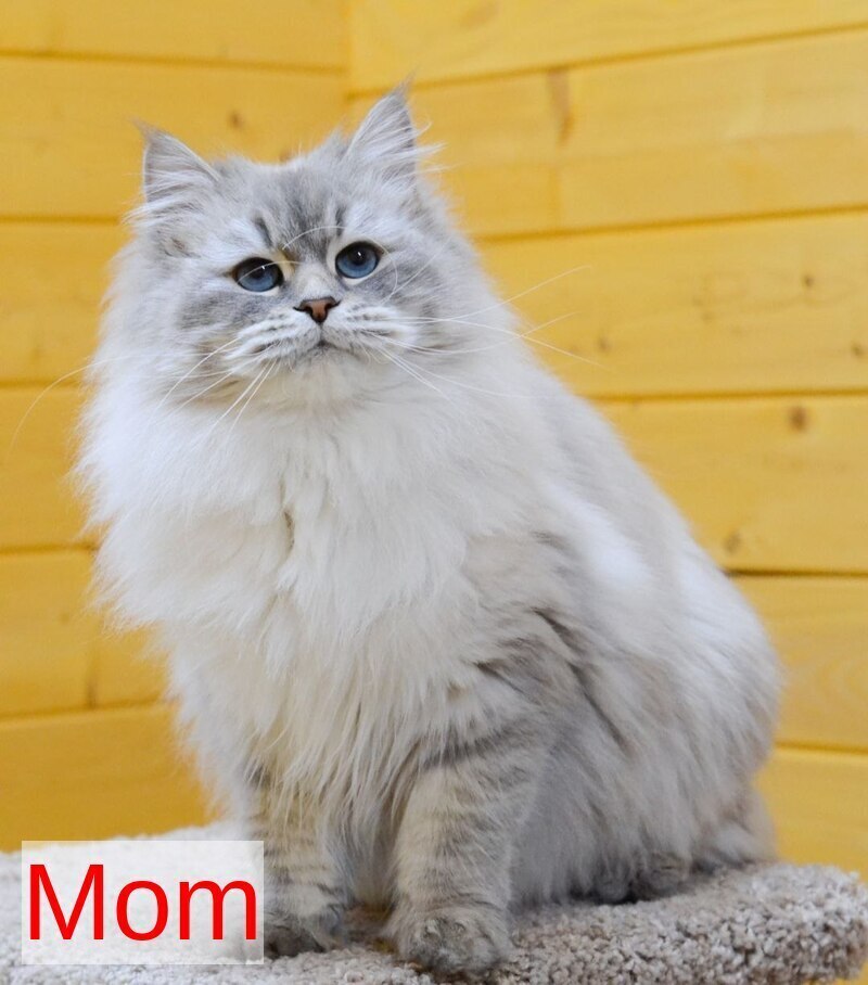 Ester Neva Masquerade female, blue tabby pointed bicolour