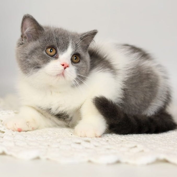 Mihael British Shorthair male, blue bicolour