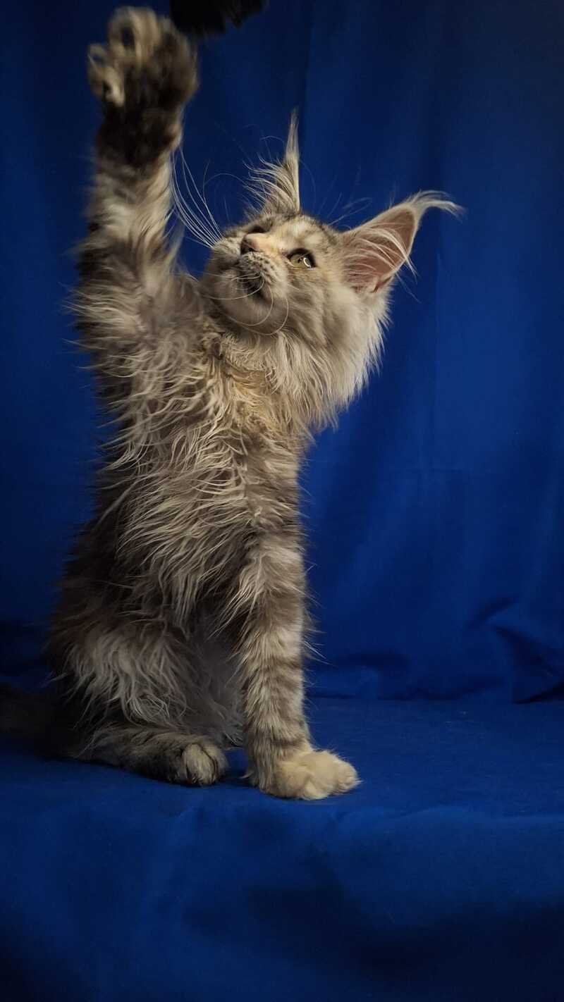 Linda Maine Coon female, black tortie silver tabby