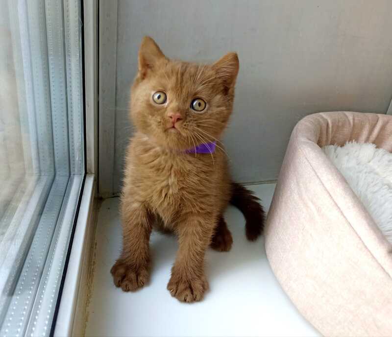 Francis British Shorthair male cinnamon - live animals