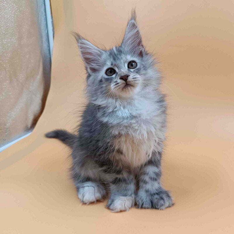 Juliana Maine Coon polydactyl 6x6x6x6 female, black tortie silver