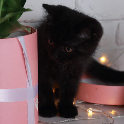 Armani British Shorthair male, black