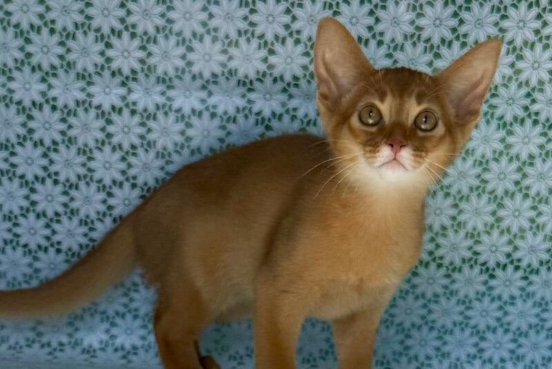 Bakara Abyssinian female sorrel - live animals