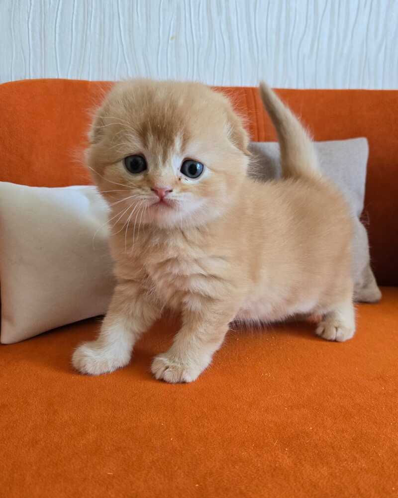Olympic Scottish Fold male red ticked tabby - live animals