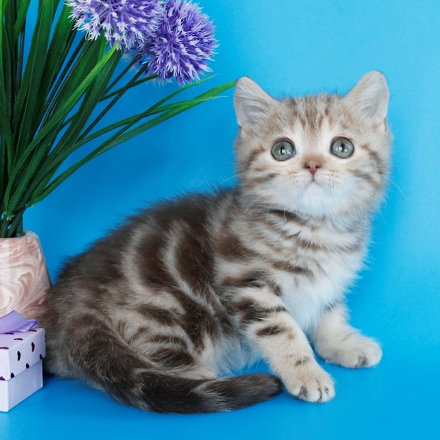 Zikar Scottish Straight male, chocolate silver tabby