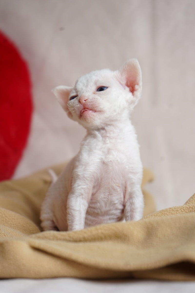 Nika Devon Rex female white - live animals