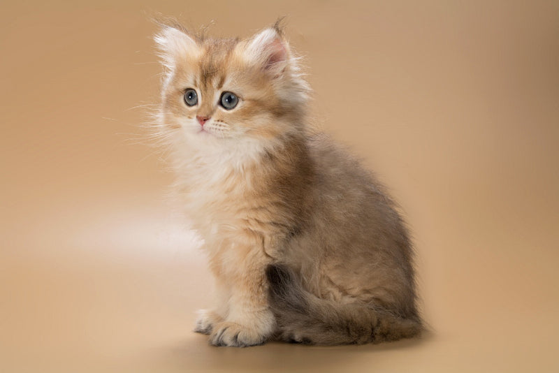 Emerald British Longhair male, black golden shaded