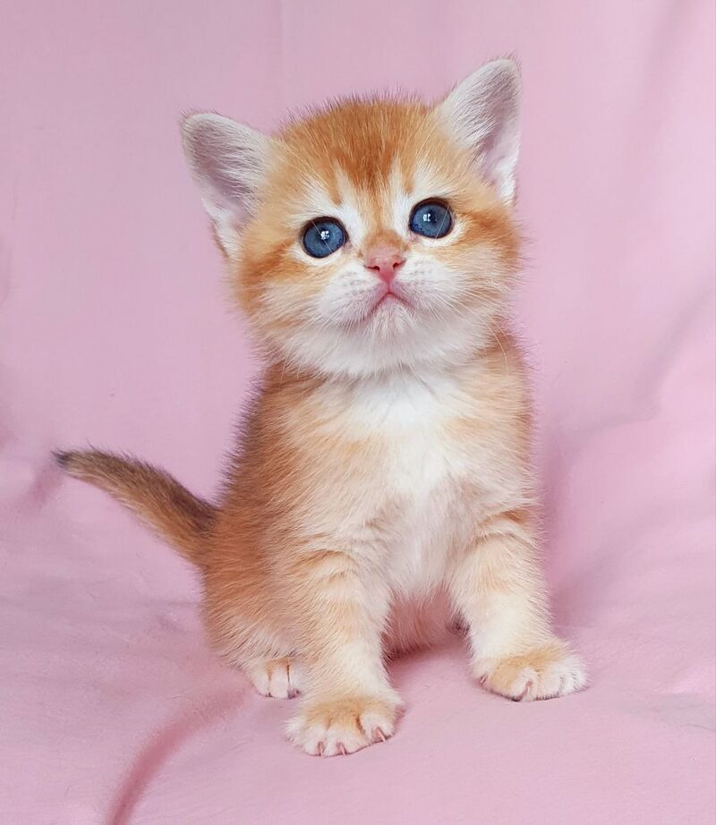 Tiffani British Shorthair female, black golden chinchilla